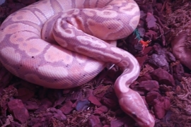 Ball pythons for sale 