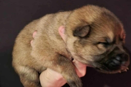 GSD Puppy's for adoption 