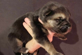 GSD Puppy's for adoption 