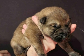 GSD Puppy's for adoption 