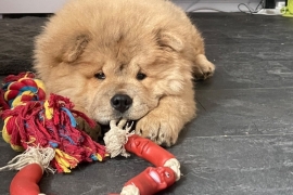 Chow Chow ready for new homes