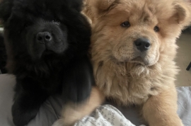 Chow Chow ready for new homes