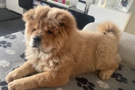 Chow Chow ready for new homes