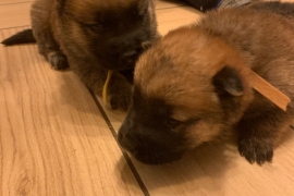 Stunning German chow puppies 