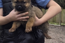 Stunning German chow puppies 