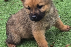 Stunning German chow puppies 