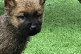 Stunning German chow puppies 