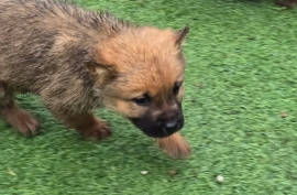 Stunning German chow puppies 