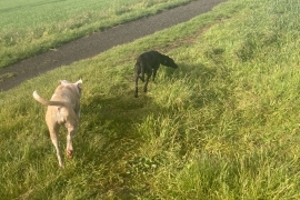 Lurcher (Female 1 year old)