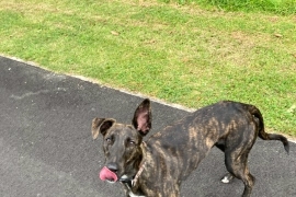 Lurcher (Female 1 year old)