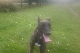 Lurcher (Female 1 year old)