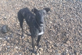 Lurcher (Female 1 year old)