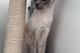 GCCF active Siamese girl 