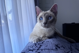 GCCF active Siamese girl 