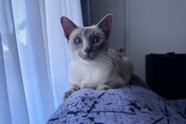 GCCF active Siamese girl 