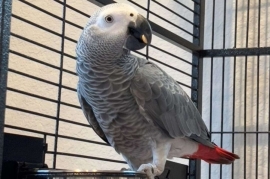 All types of parrot for sale 