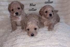 Beautiful Boy toy poodles *VIEWING AVAILABLE*