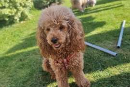 Fox red miniature poodle boy 