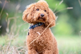 Fox red miniature poodle boy 