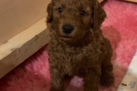 Fox red miniature poodle boy 