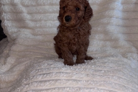 Fox red miniature poodle boy 