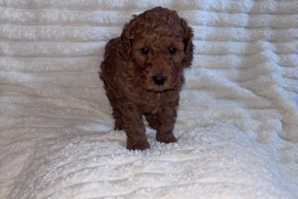 Fox red miniature poodle boy 