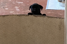 Lovely Labrador puppies 