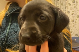 Lovely Labrador puppies 