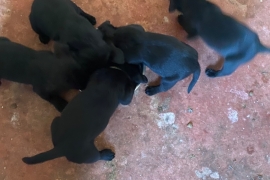 Lovely Labrador puppies 