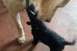 Lovely Labrador puppies 