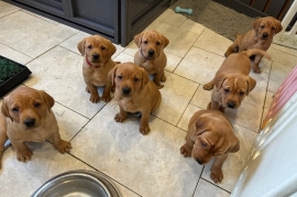 Beautiful Fox Red Labrador Puppies