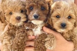 POODLE PUPPIES READY