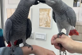 HandReared Super Tame Cuddly Large African Grey