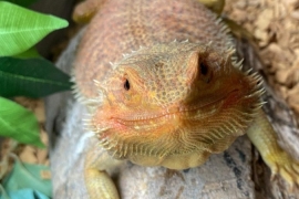 Bearded dragon 