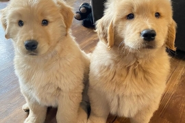 Beautiful Golden Retriever's