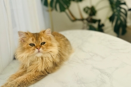 british long hair cat