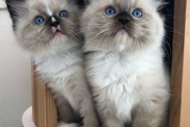 Ragdoll Kittens (Registered)