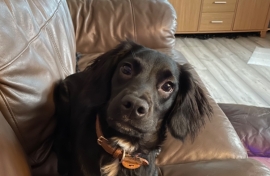 7 month old Sprocker