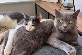 Lovely pair of cats looking for loving home