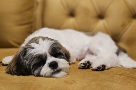 Beautiful Shi-Tzu named BUZZ 5and a half month old