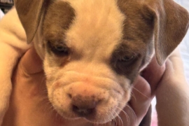 American Bulldog Puppy’s 