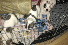 American Bulldog Puppy’s 