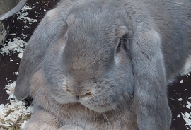 Two gorgeous English Lop rabbits 