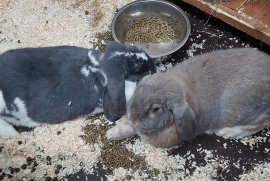 Two gorgeous English Lop rabbits 