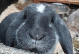 Two gorgeous English Lop rabbits 