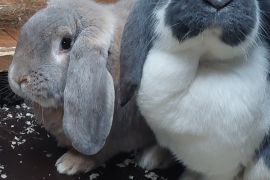 Two gorgeous English Lop rabbits 