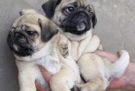 Healthy Pug puppies ready for rehoming