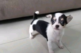 Purebred Chihuahua puppies