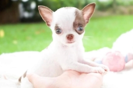 Purebred Chihuahua puppies