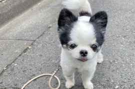 Purebred Chihuahua puppies